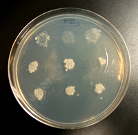 Under the right media conditions, transformed yeast cells will grow (bottom two rows), or not grow (top row) depending on the DNA sequences present in the sample.