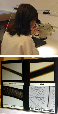 Angi Christensen examines a hair sample under the microscope (top), a typical task in her lab work as an evidence technician. Micrographs of animal hairs show structural details specific to a species or an individual (bottom).