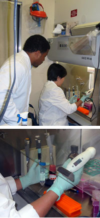 Derrick Cox and his colleagues use a laminar flow hood. The hood is critical to maintaining a sterile environment for laboratory experiments.