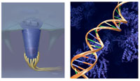 Two favorite illustrations created by Don Bliss: a hair cell (left) and DNA helix (right).