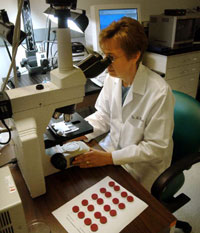 Mary Walker uses a light microscope to examine dental impression material.