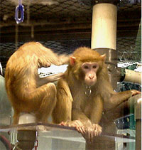 A rhesus nonhuman primate grooming another