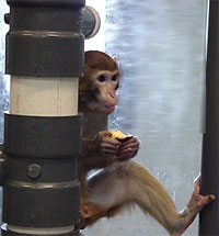 Snack time: rhesus nonhuman primate holding apple