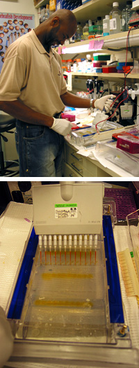 Milton loads DNA into the small wells of a gel (top) and uses an electrophoresis apparatus (bottom) to separate the DNA particles by size.