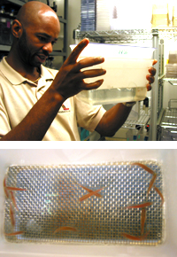 Milton examines a zebrafish breeding chamber (top). Zebrafish embryos pass through a mesh screen and collect in the bottom of the chamber, while adult fish remain above (bottom).
