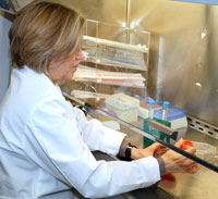 Ofelia takes care of her cell lines at a laminar flow hood, a device which creates a sterile barrier to help prevent bacteria and other contaminants from infecting the cells.